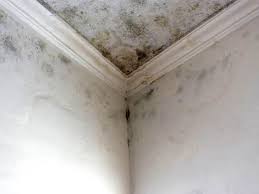 Why You Should Choose Our Mold Remediation Services in Frenchtown, NJ